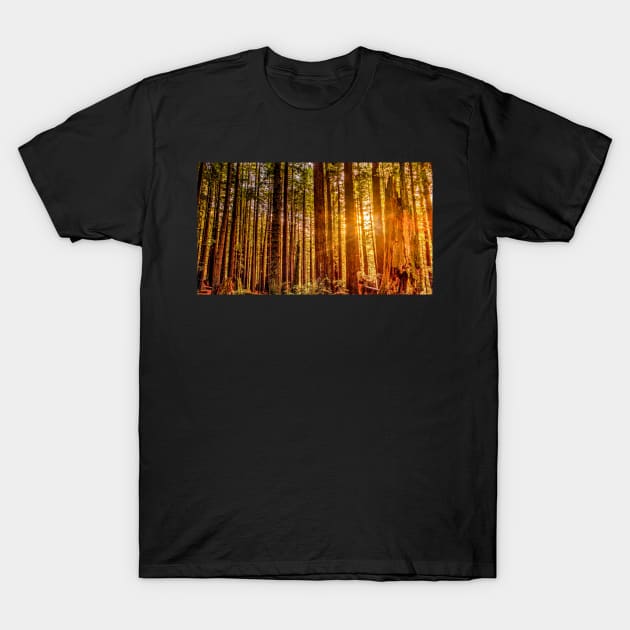 Sunlight in a Redwood Forest T-Shirt by JeffreySchwartz